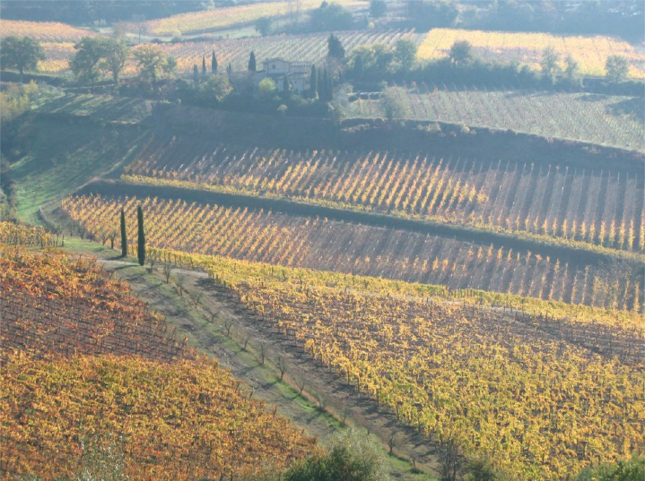 Chianti Vineyard Italy Tuscany 