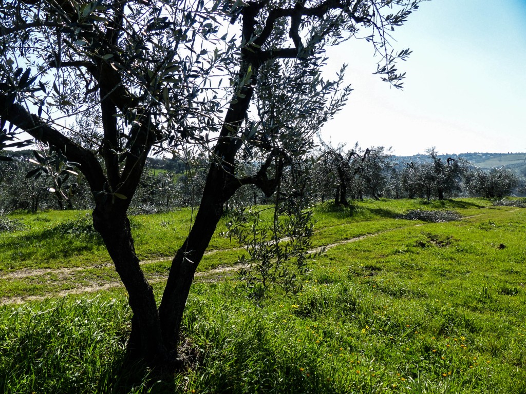 olive trees in italy