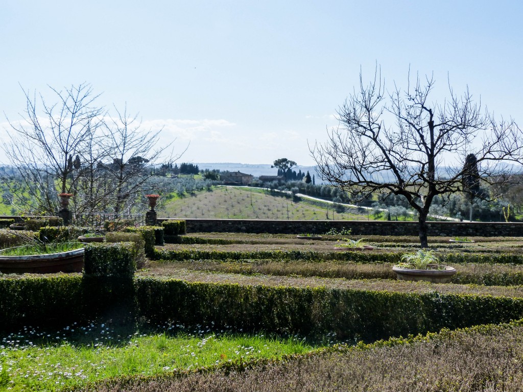 Vineyard in Italy garden