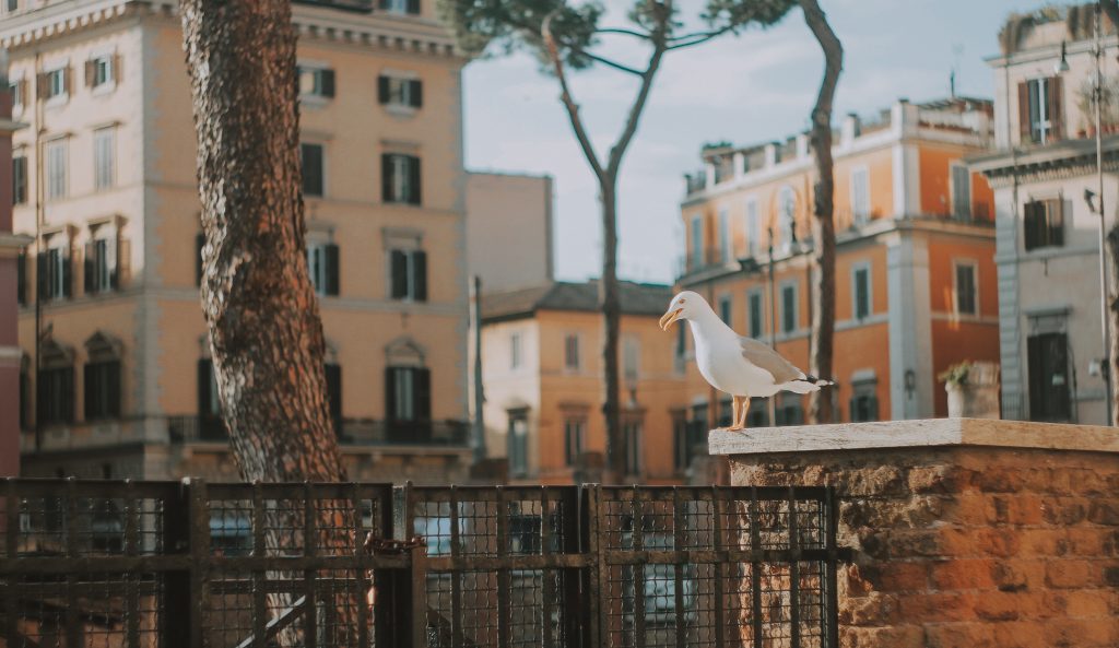 Seagull rome summer Italy